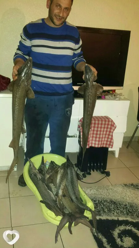 Harut, Париж
