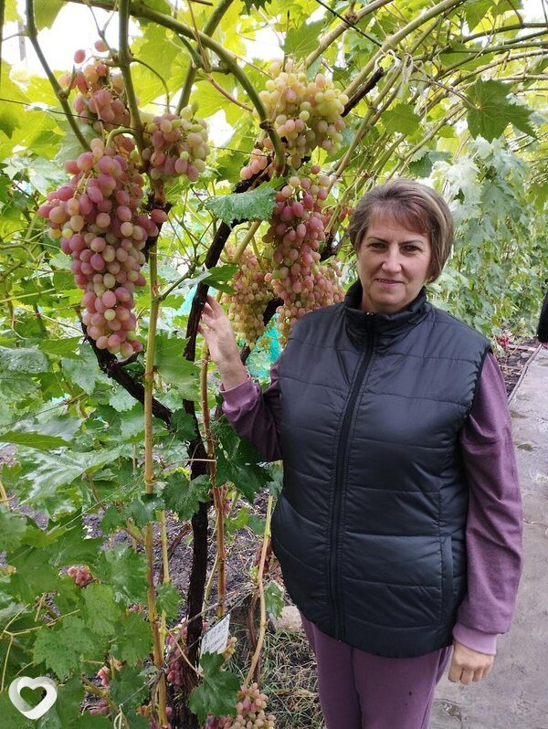 Елена, Рассказово