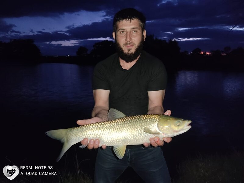 Алим, Терек