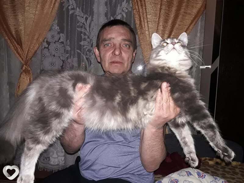 Лев, Дегтярск