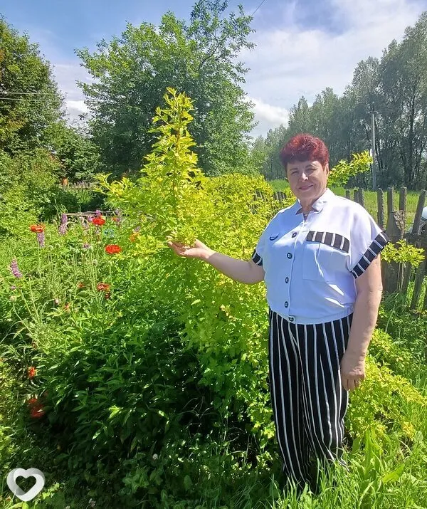 Любовь, 61, Барнауле — анкета №4400391