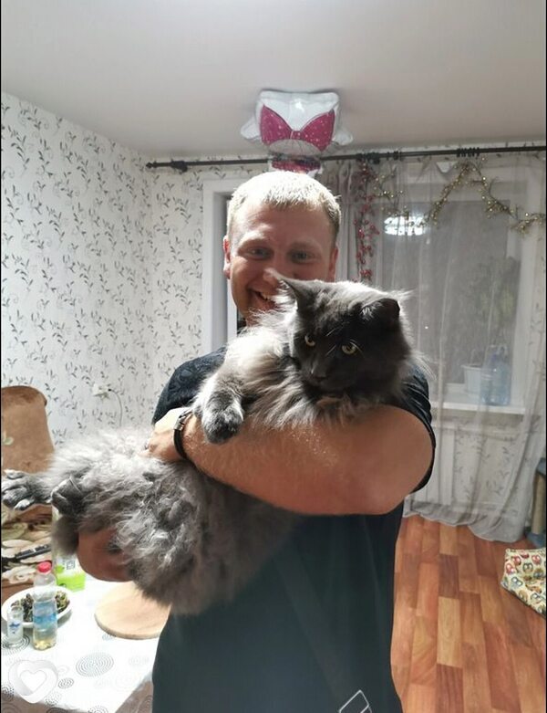 Dan, Свободный