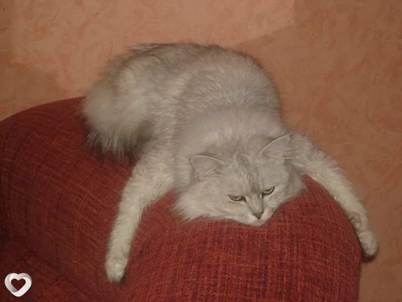 Санек, Фастов